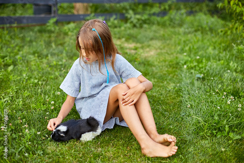 A little girl play with Black Guinea pig sitting outdoors in summer, Pet calico guinea pig grazes in the grass of his owner's backyard, love pets © bondarillia