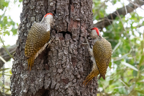 Close up of a pair of golden-tailed woodpeckers - Campethera abingoni - pecking into the trunk of a tree.  Location: Kruger National Park, South Africa photo