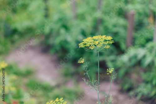 Dill flower, small yellow inflorescences on a background of earth and grass