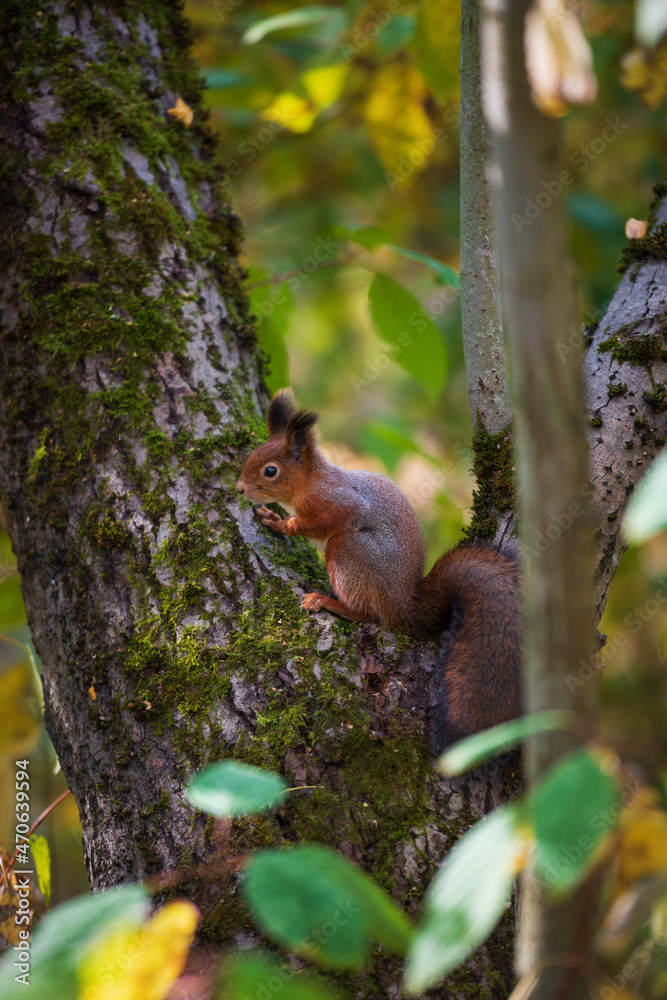 Red squirrel on the tree Red squirrel on the tree