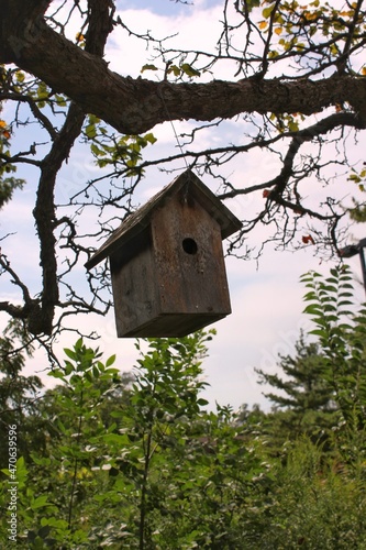 bird house on tree © Lina