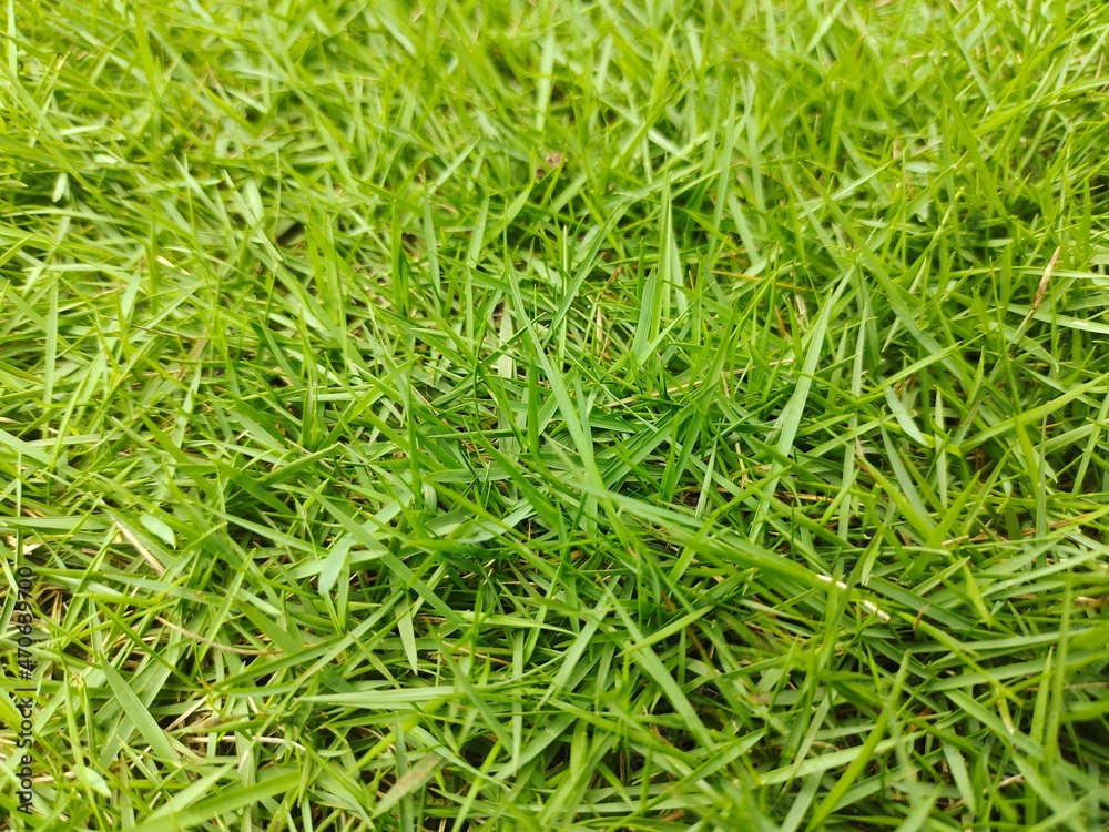 Fresh Green Close Up Grass Bakcground, Selective Focus Fresh Green Close Up Grass Bakcground, Selective Focus
