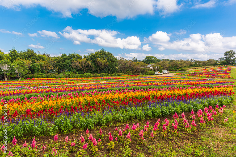 Amazing, field of cockscomb 