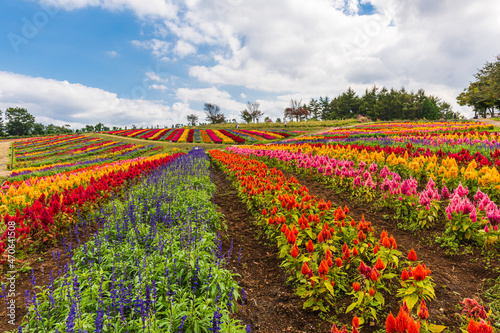 Amazing, field of cockscomb 