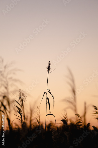 Atardecer minimalista