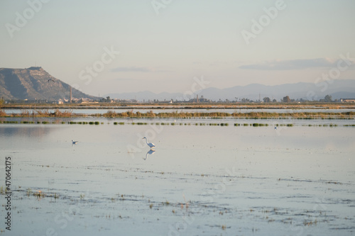 Garza en campos de arroz