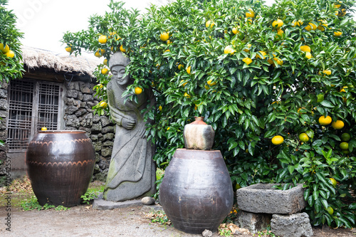 fresh and delicious jeju citrus farm's tangerine trees and haenyeo statues, 신선하고 맛있는 제주도감귤농장의 감귤나무와 밀감,해녀상 풍경 photo