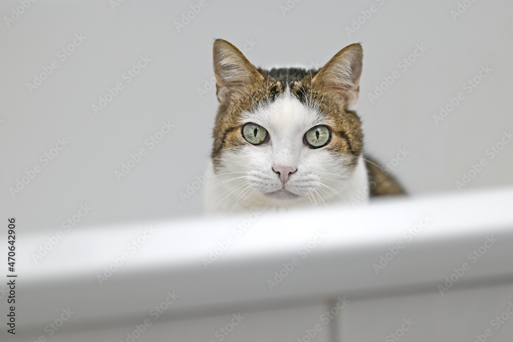 Cute tabby cat peering over the edge of bathtube. Horizontal image with selective focus.