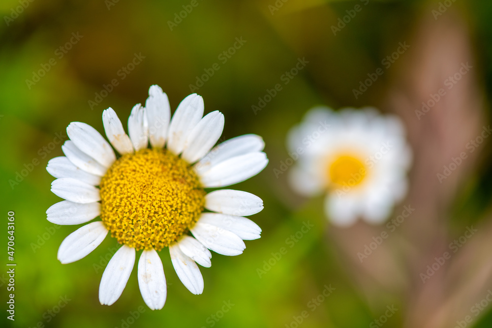 Fototapeta premium Close up of daisy flowers in spring.