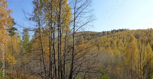 landscape with trees and sky