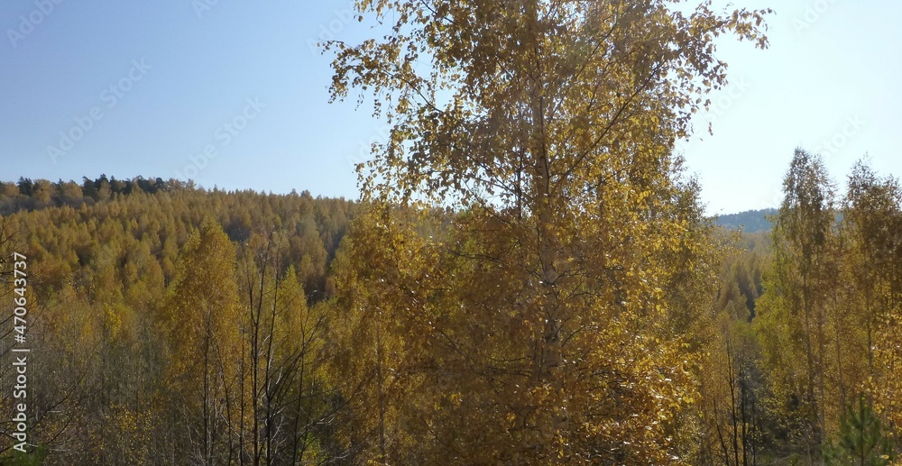 trees in the autumn trees in the autumn