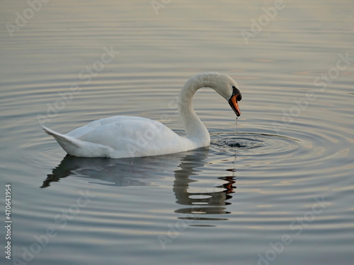 A beautiful white swan on the water with a reflection on the surface, water dripping from its beak