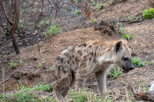 Side profile of a spotted hyena cub - Crocuta crocuta - outside his den. Location: Kruger National Park, South Africa