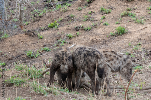 Rear view of three spotted hyena cubs - Crocuta crocuta  -  playing outside their den. Location  Kruger National Park  South Africa