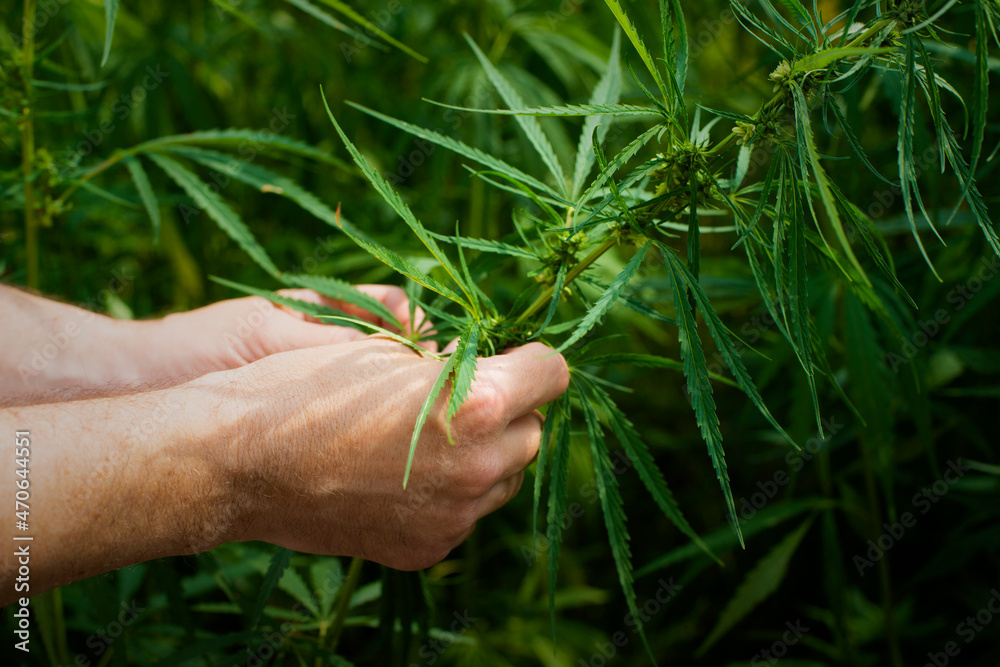 Male caucasian hands hold marijuana leaves on hemp stalks background Male caucasian hands hold marijuana leaves on hemp stalks background