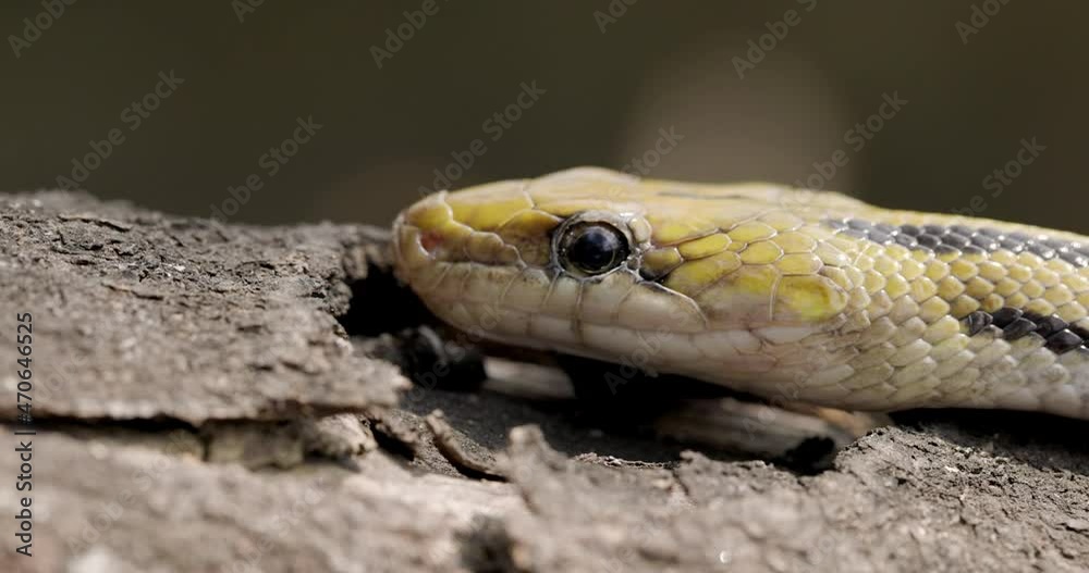 Closeup of a Trinket snake with its tongue on the wood, scales closeup macro shot Closeup of a Trinket snake with its tongue on the wood, scales closeup macro shot