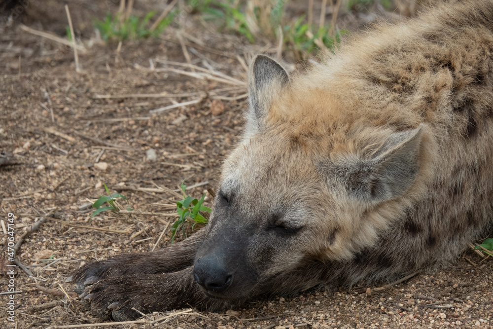 Close up of a spotted hyena cub - Crocuta crocuta - sleeping outside his den. Location: Kruger National Park, South Africa. Close up of a spotted hyena cub - Crocuta crocuta - sleeping outside his den. Location: Kruger National Park, South Africa.