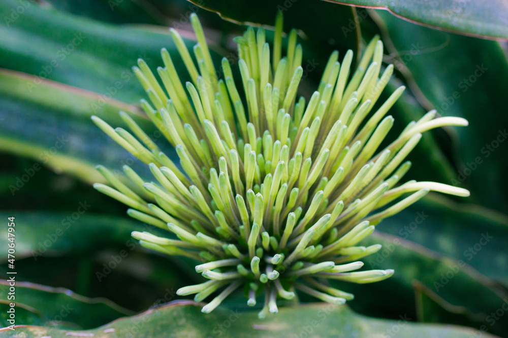 Exotic fresh green flower Dracaena pethera, Sansevieria kirkii known as star sansevieria. Succulent plant native to Tanzania surrounding region in East Africa. Conical inflorescence in tropical garden Exotic fresh green flower Dracaena pethera, Sansevieria kirkii known as star sansevieria. Succulent plant native to Tanzania surrounding region in East Africa. Conical inflorescence in tropical garden