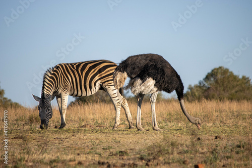 Fototapeta Naklejka Na Ścianę i Meble -  Zebra and Ostrich in the savannah