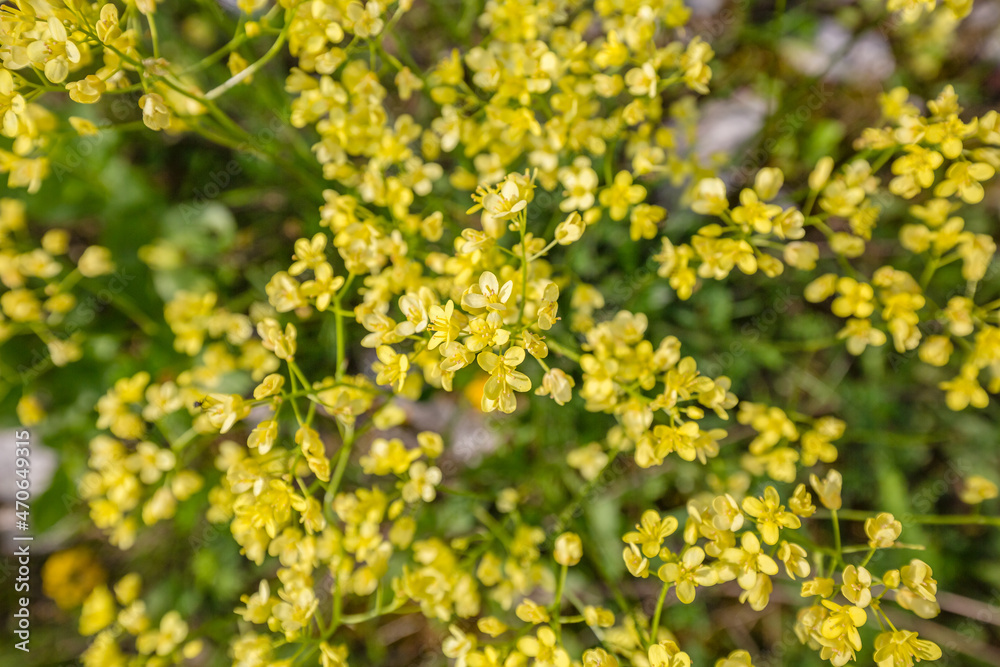 close up view of tender small mountain yellow flowers in nature background close up view of tender small mountain yellow flowers in nature background