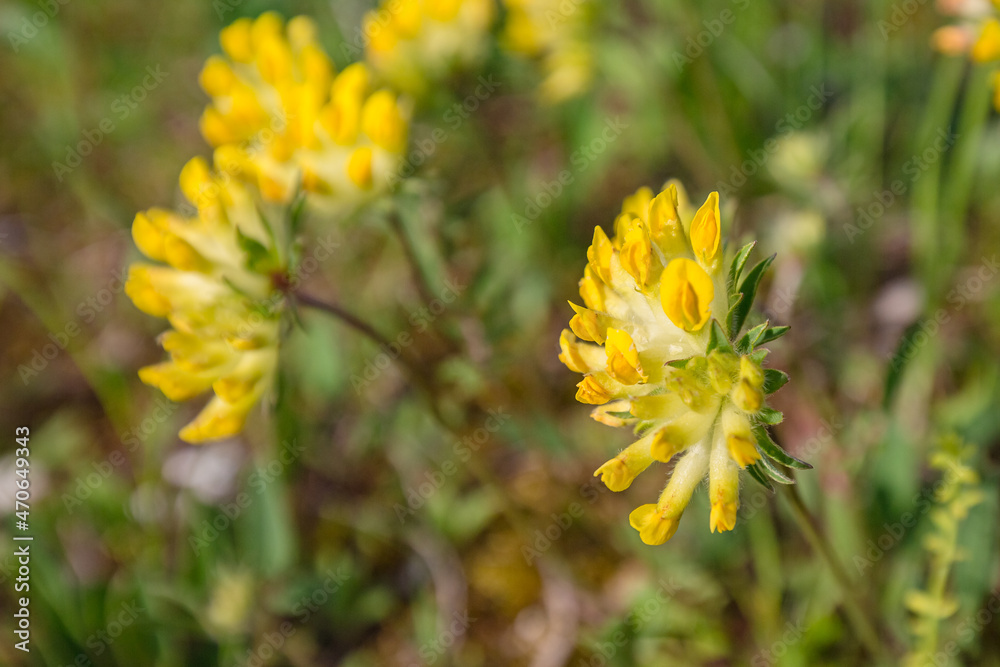 close up view of tender small mountain yellow flowers in nature background close up view of tender small mountain yellow flowers in nature background