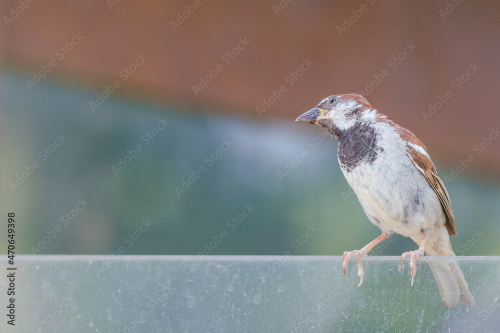 Fototapeta premium sparrow on a fence