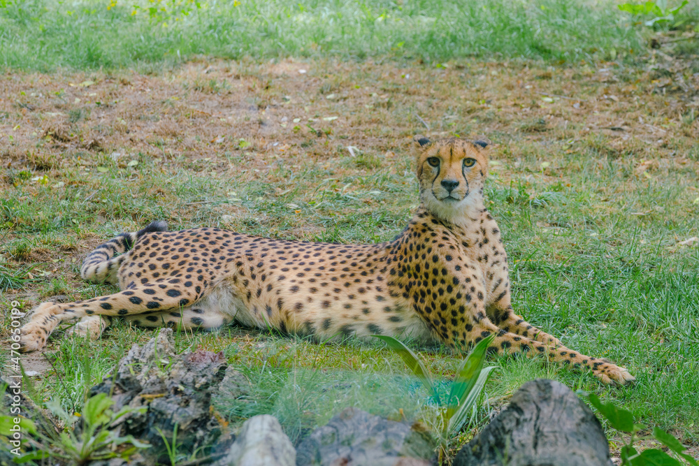 Obraz premium cheetah in the grass