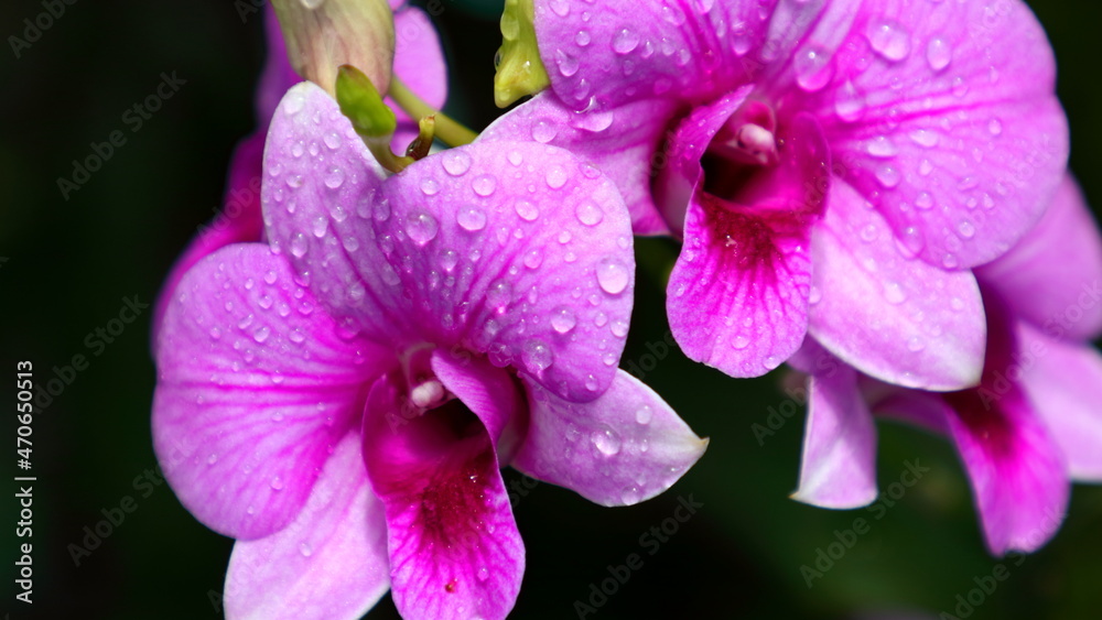 Pink and purple orchid blossoms growing in backyard. Pink and purple orchid blossoms growing in backyard.