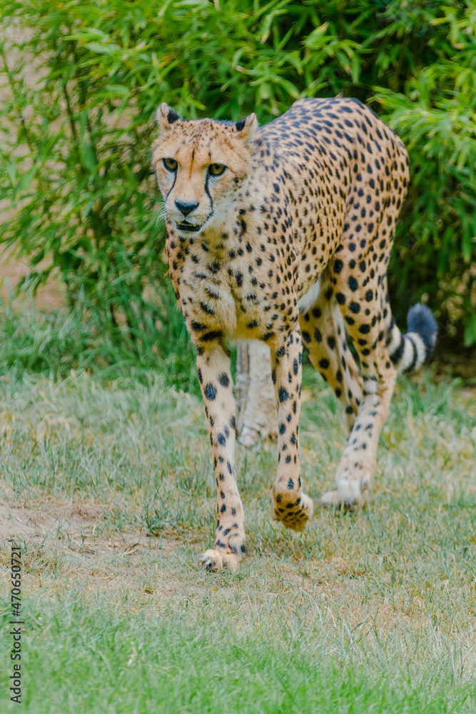 Fototapeta premium cheetah in the grass