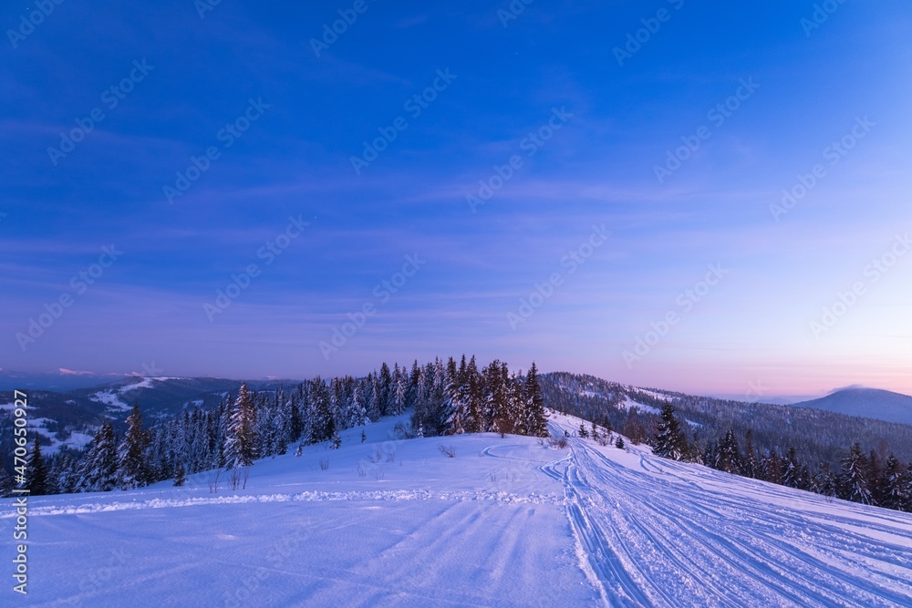 Mesmerizing night landscape with snowy fir trees