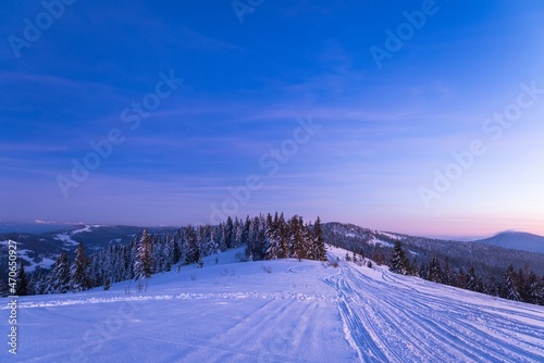 Mesmerizing night landscape with snowy fir trees