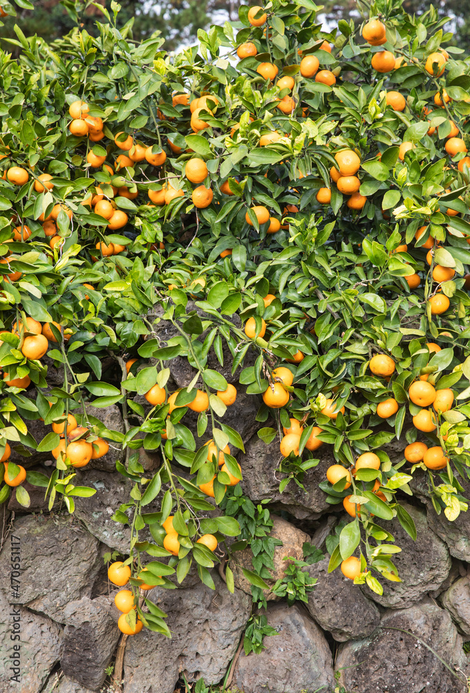 fresh, sweet and delicious citrus trees and tangerine stone wall at jeju's citrus farm, 신선하고 달콤하고 맛있는 제주도 감귤농장의 감귤나무와 밀감 돌담
