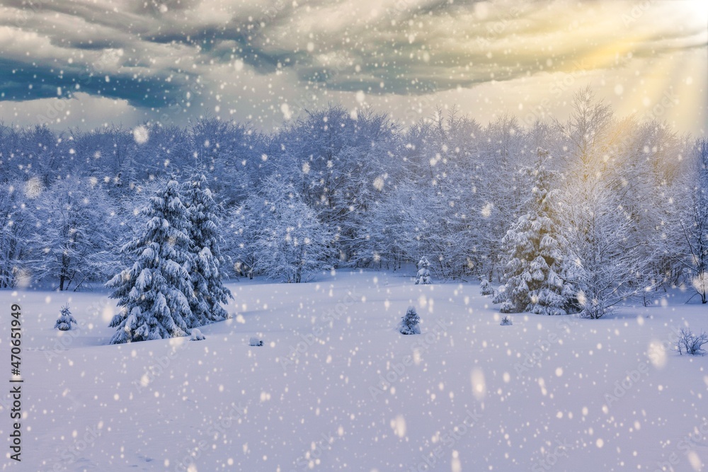 Harsh winter landscape beautiful snowy fir trees