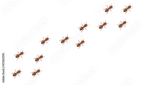 Red ants trail moving diagonally isolated on white background. © Svetlanarto