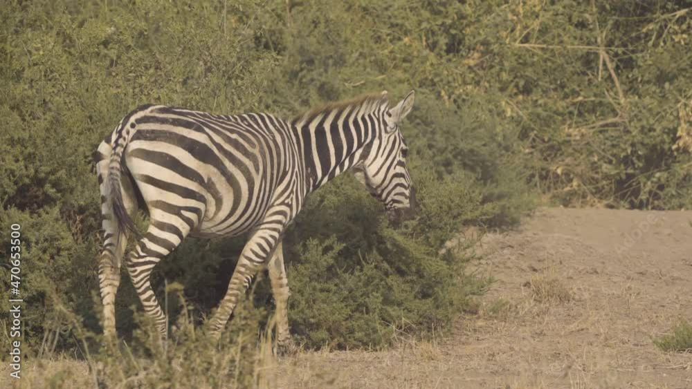 Lone Grant's Zebra Walking Between Bushes At Amboseli National Park In Kenya. - tracking Lone Grant's Zebra Walking Between Bushes At Amboseli National Park In Kenya. - tracking