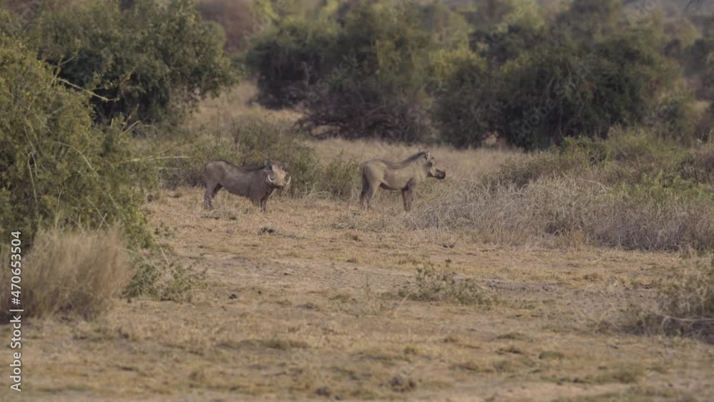 Pair Of Warthog Hunting Food At Bush Of Amboseli National Park In Kenya. - wide shot Pair Of Warthog Hunting Food At Bush Of Amboseli National Park In Kenya. - wide shot