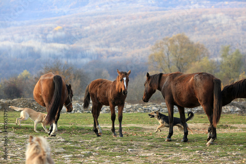 Horses graze freely and dogs run in the countryside of Crimea