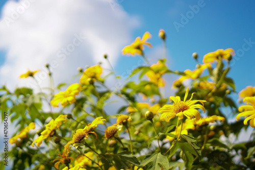 yellow flowers on blue sky background © ATIPPORN