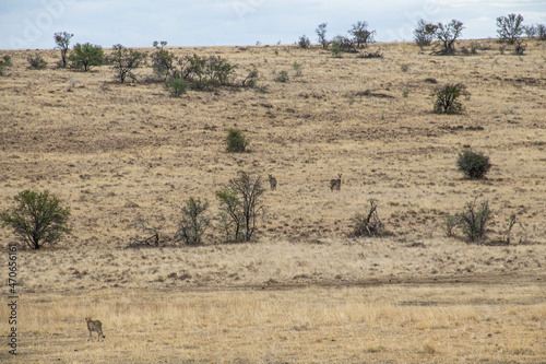 Gepard im Mountain Zebra Nationalpark in S  dafrika
