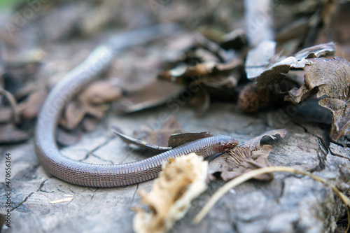 The Iberian worm lizard photo