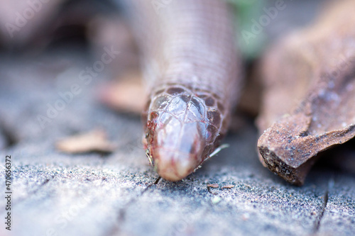 The Iberian worm lizard