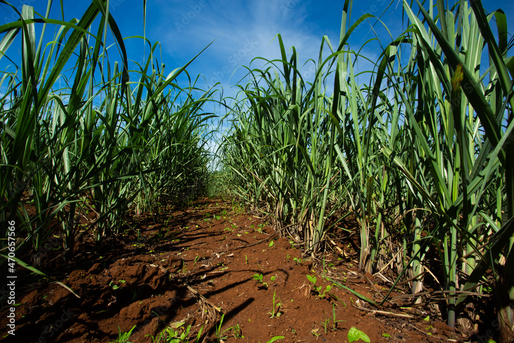 Os caminhos de um canavial, com as canas mais doces StockFoto Adobe
