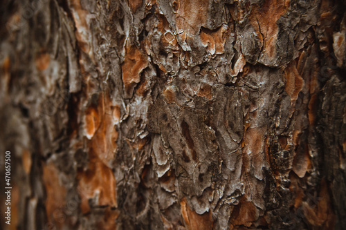 The texture of the tree bark. Tree in the park close-up. Relief texture and background. Forest.