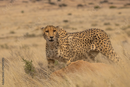 Gepard in Südafrika