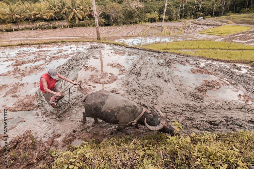 A Filipino farmer plows a muddy field with a carabao in preparation for
