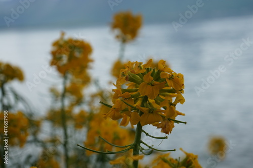 close up of yellow flower against the lake of genva