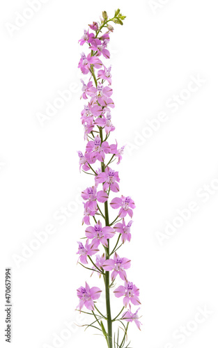 pink wild delphinium flowers isolated