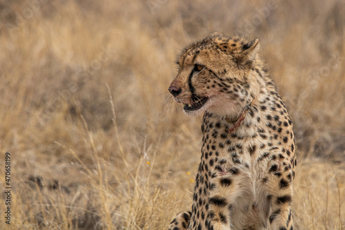 Gepard im Mountain Zebra Nationalpark in Südafrika
