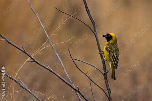 Gelber Vogel im Mountain Zebra Nationalpark in Südafrika