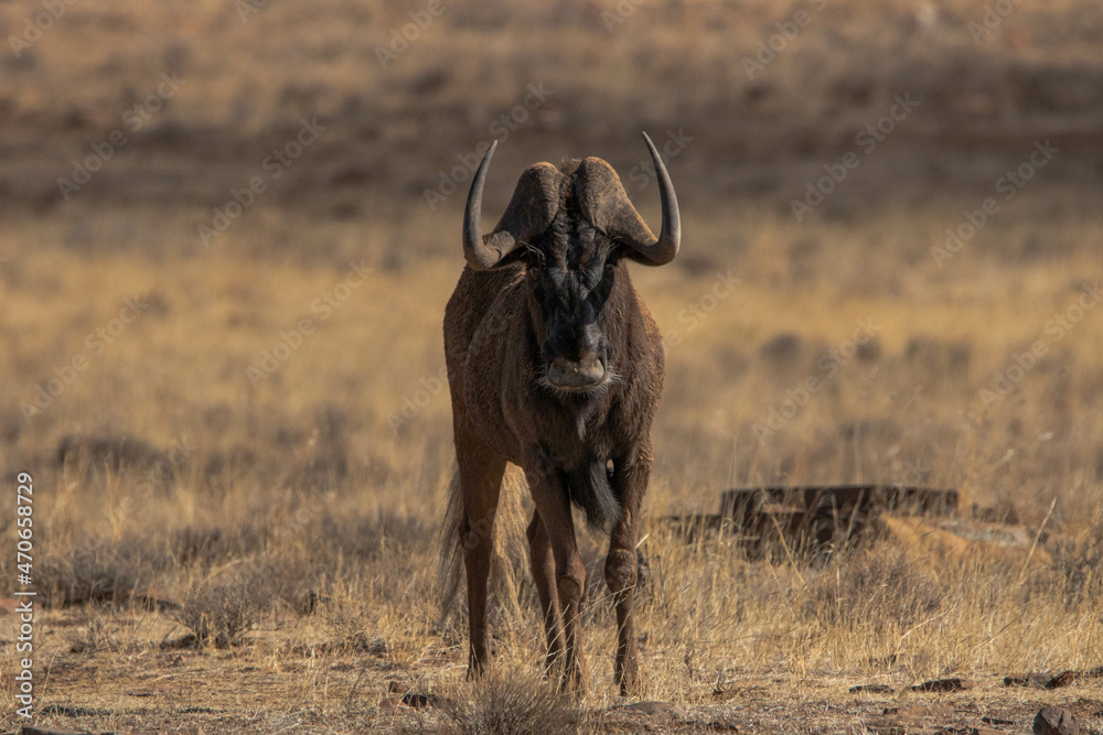Fototapeta premium Gnu im Mountain Zebra Nationalpark, Südafrika